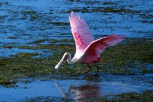 Pink spoonbill bird